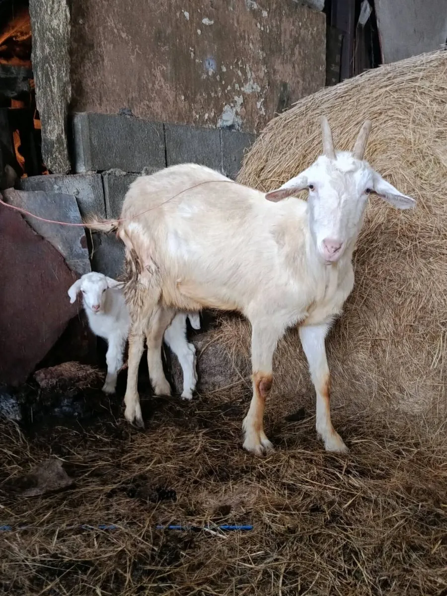 Goat and Kid - Image 1