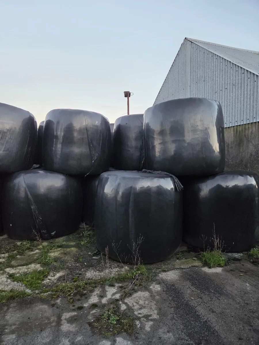 Silage bales - Image 1