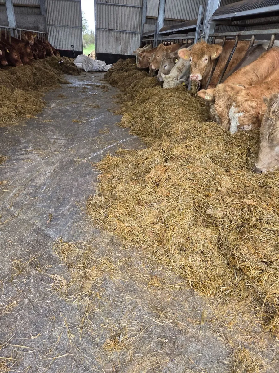 Silage bales - Image 4