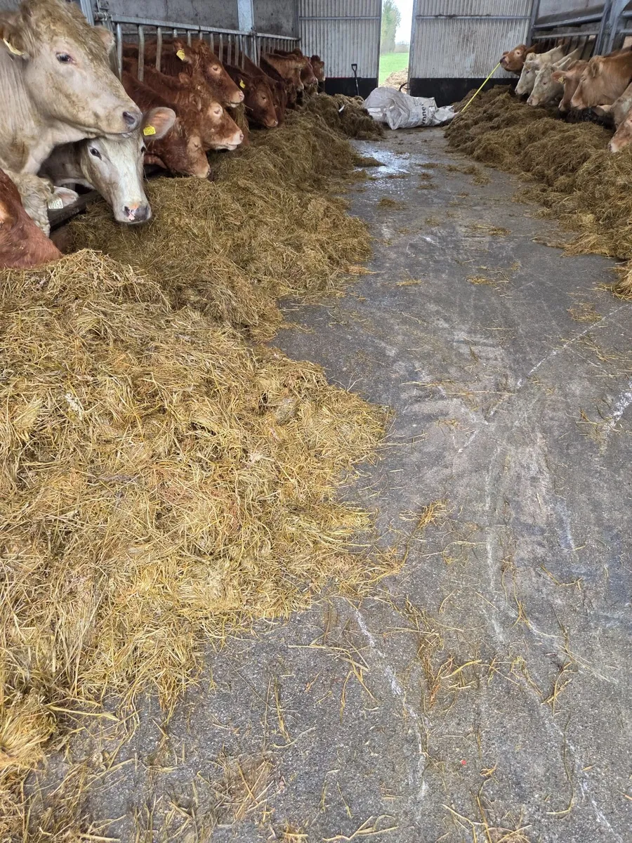 Silage bales - Image 3