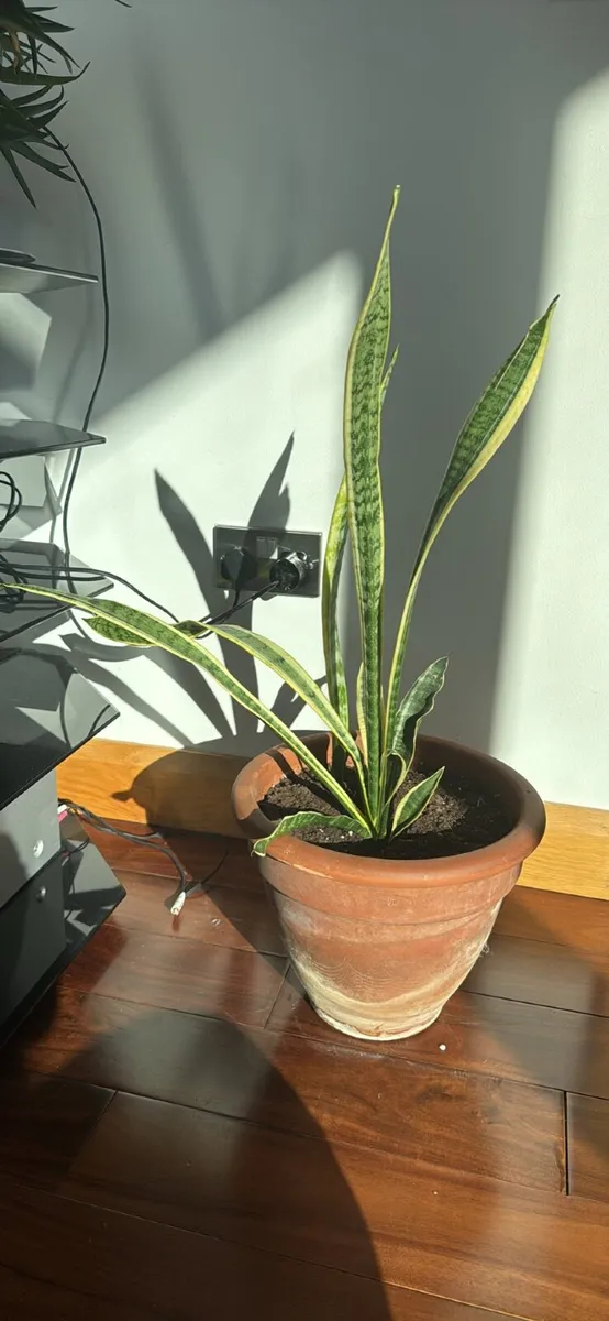 House Plant - Image 1