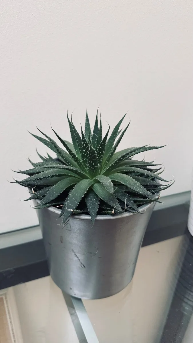 House Plant - Image 2