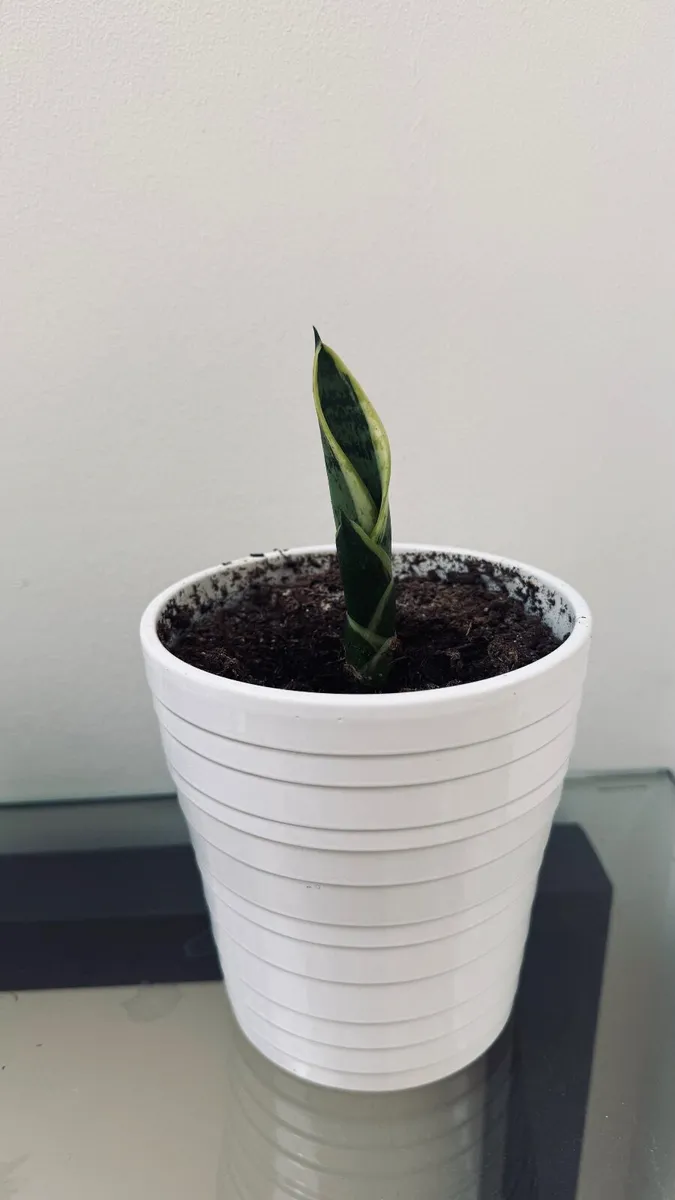 House Plant - Image 3