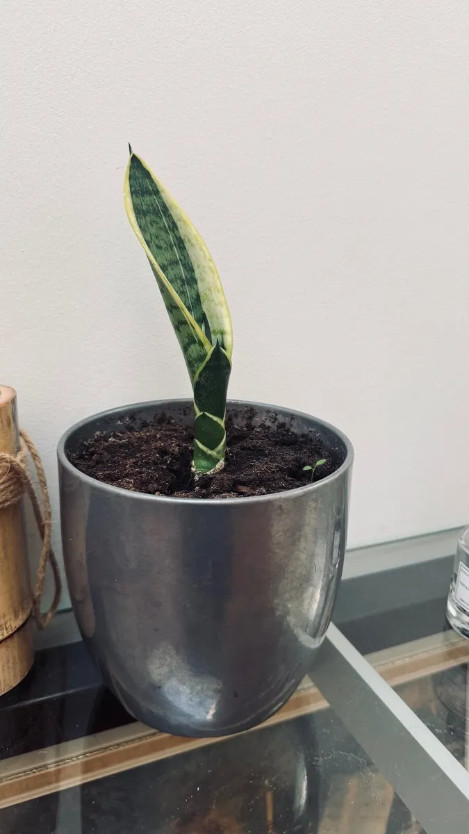 House Plant - Image 4