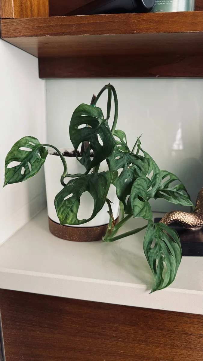 Monstera - Monkey Mask - Image 1