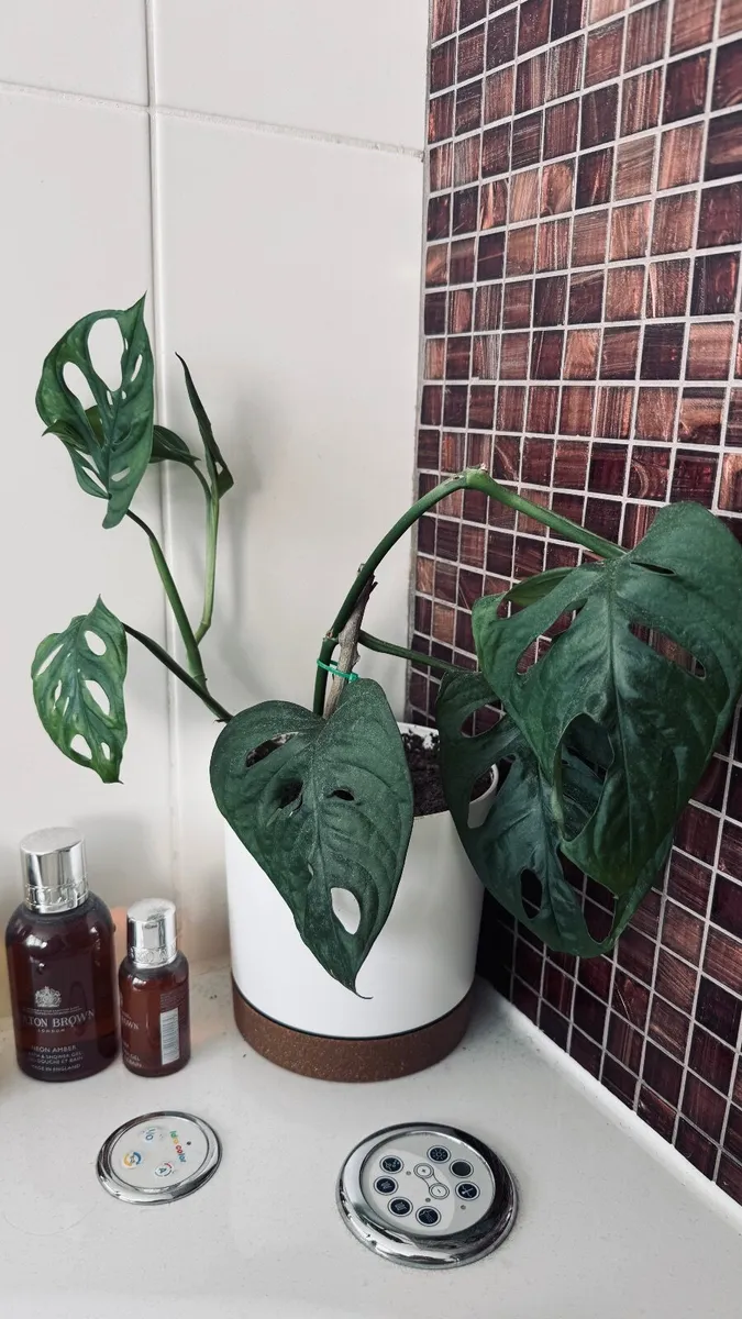 Monstera - Monkey Mask - Image 2
