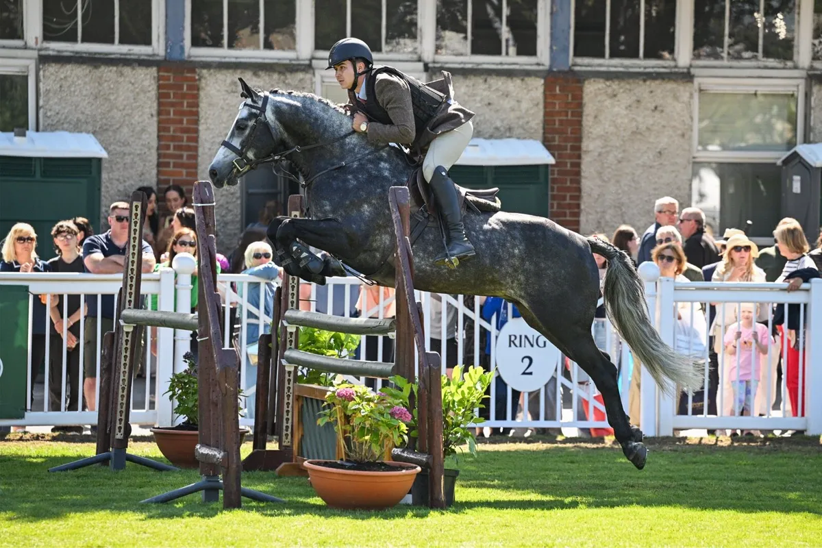 Class 1 Connemara stallion Carrowmore magic mist - Image 4