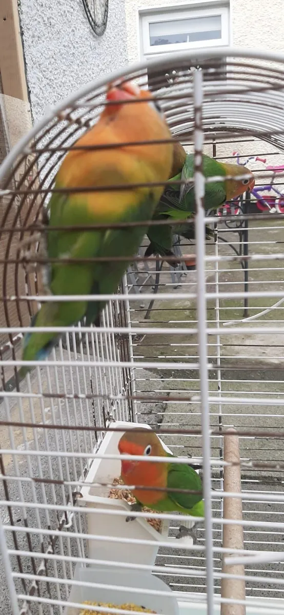 Lovebirds - Image 2
