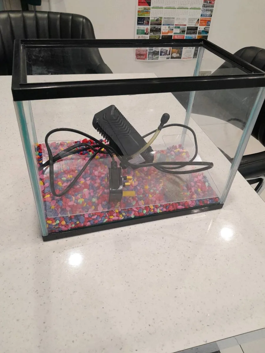 Fish tank free to take away - Image 1