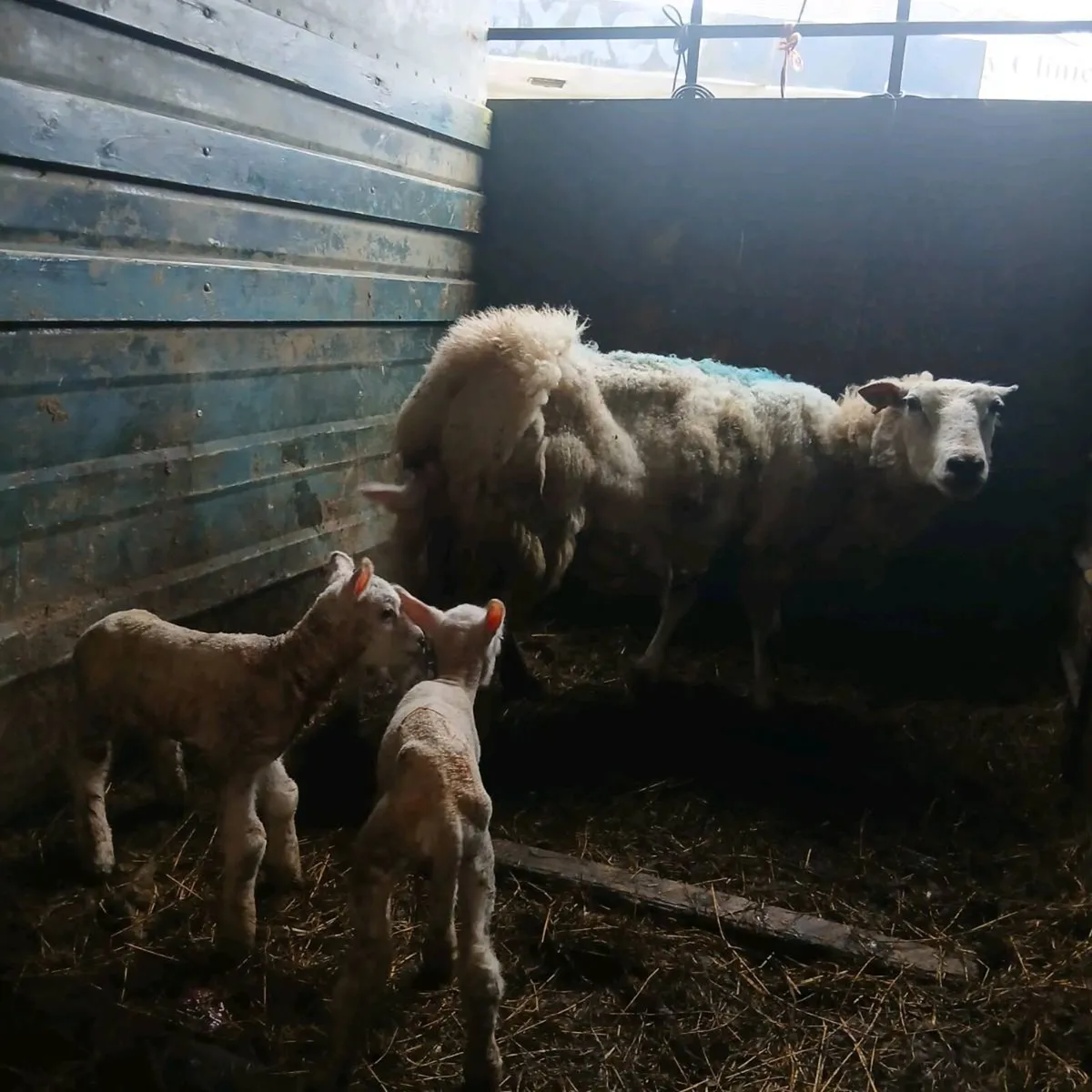 Ewe and three lambs - Image 2