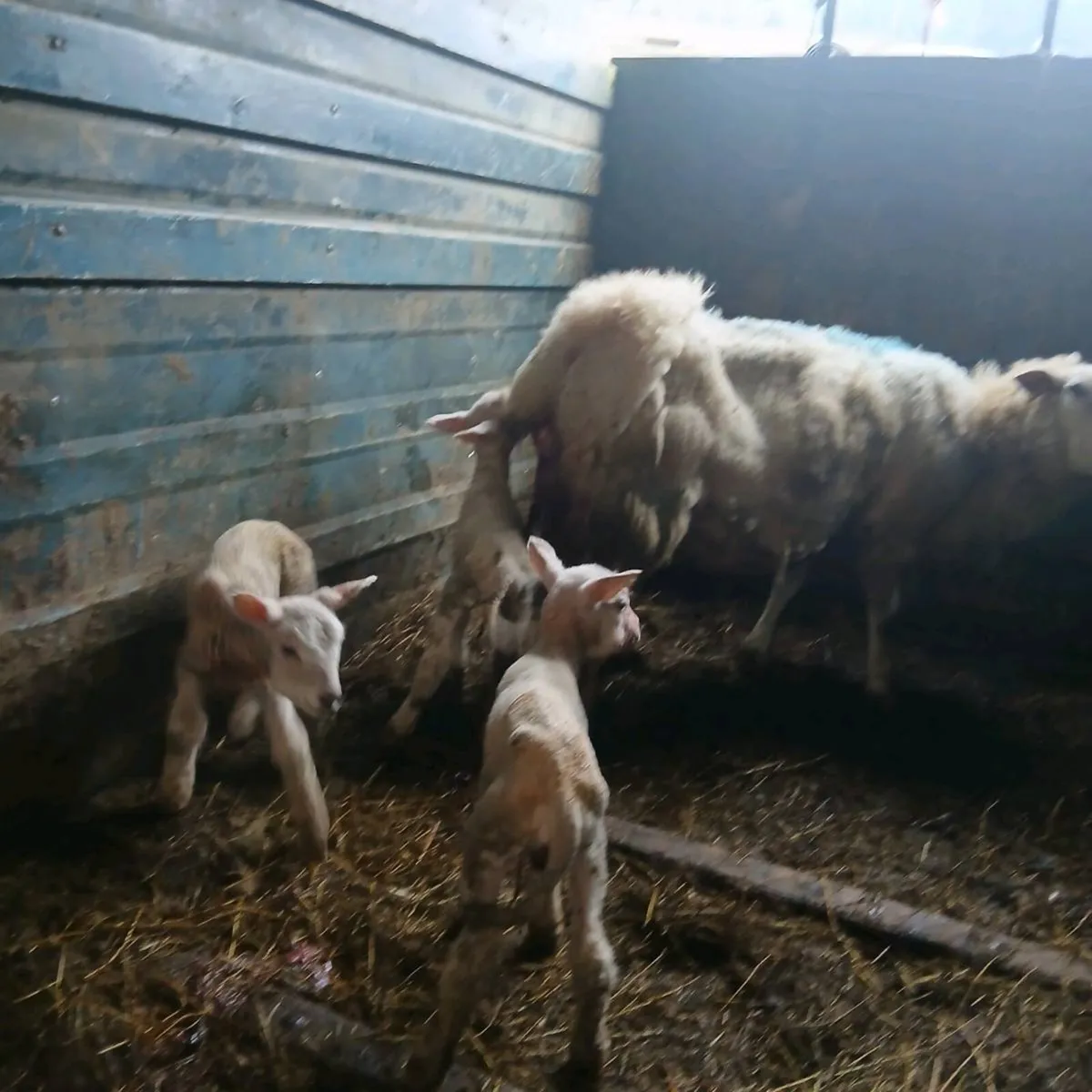 Ewe and three lambs - Image 3