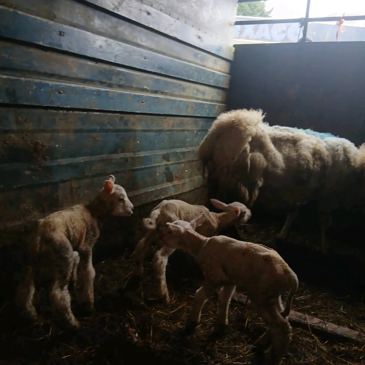 Ewe and three lambs - Image 4