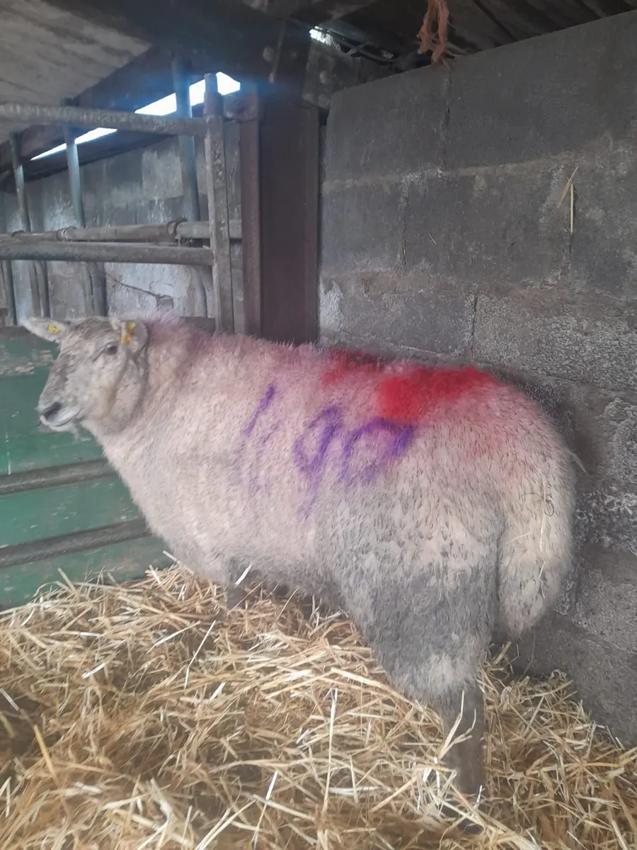 Foster Ewe - Image 1