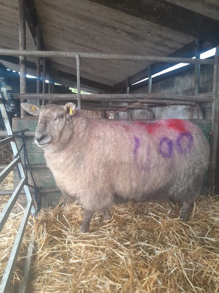 Foster Ewe - Image 2