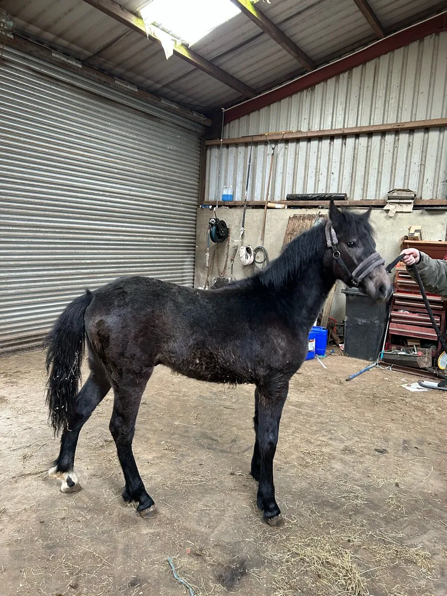 Connemara colt foal - Image 1