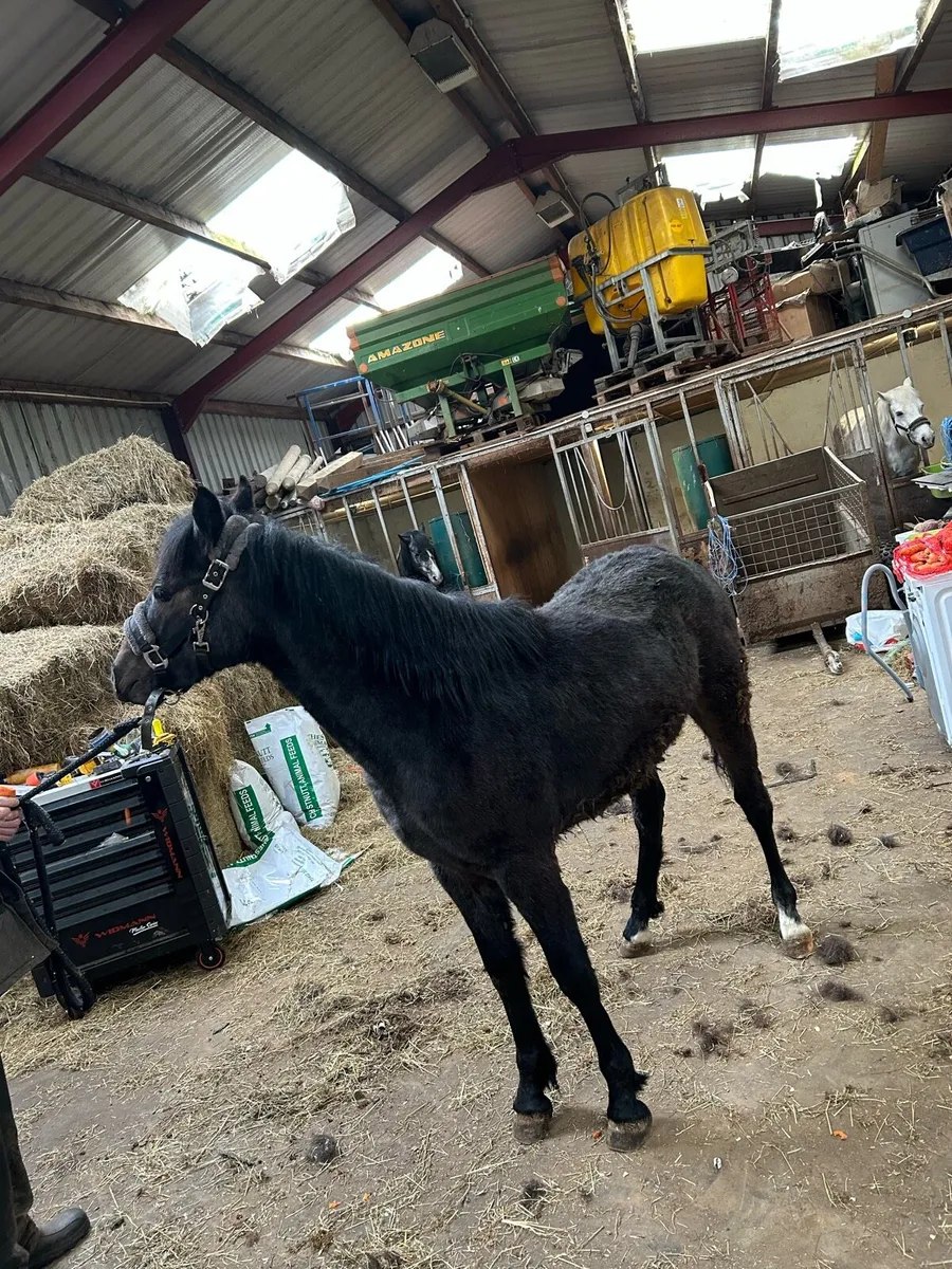 Connemara colt foal - Image 2
