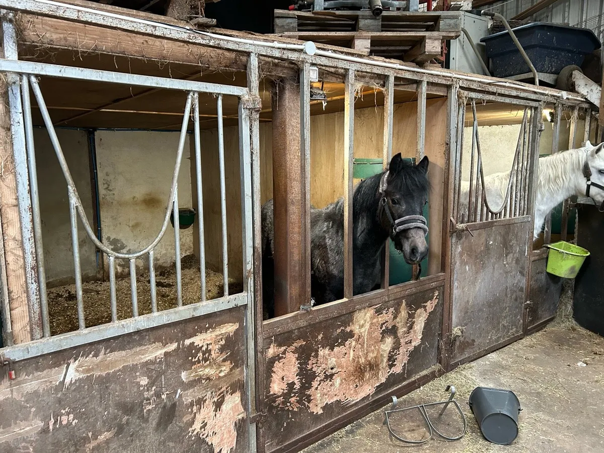 Connemara colt foal - Image 4
