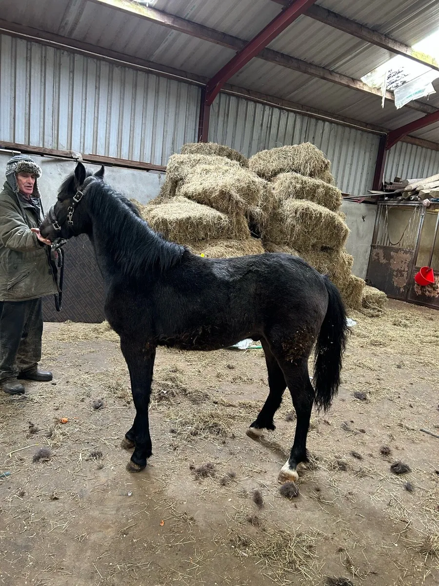 Connemara colt foal - Image 3