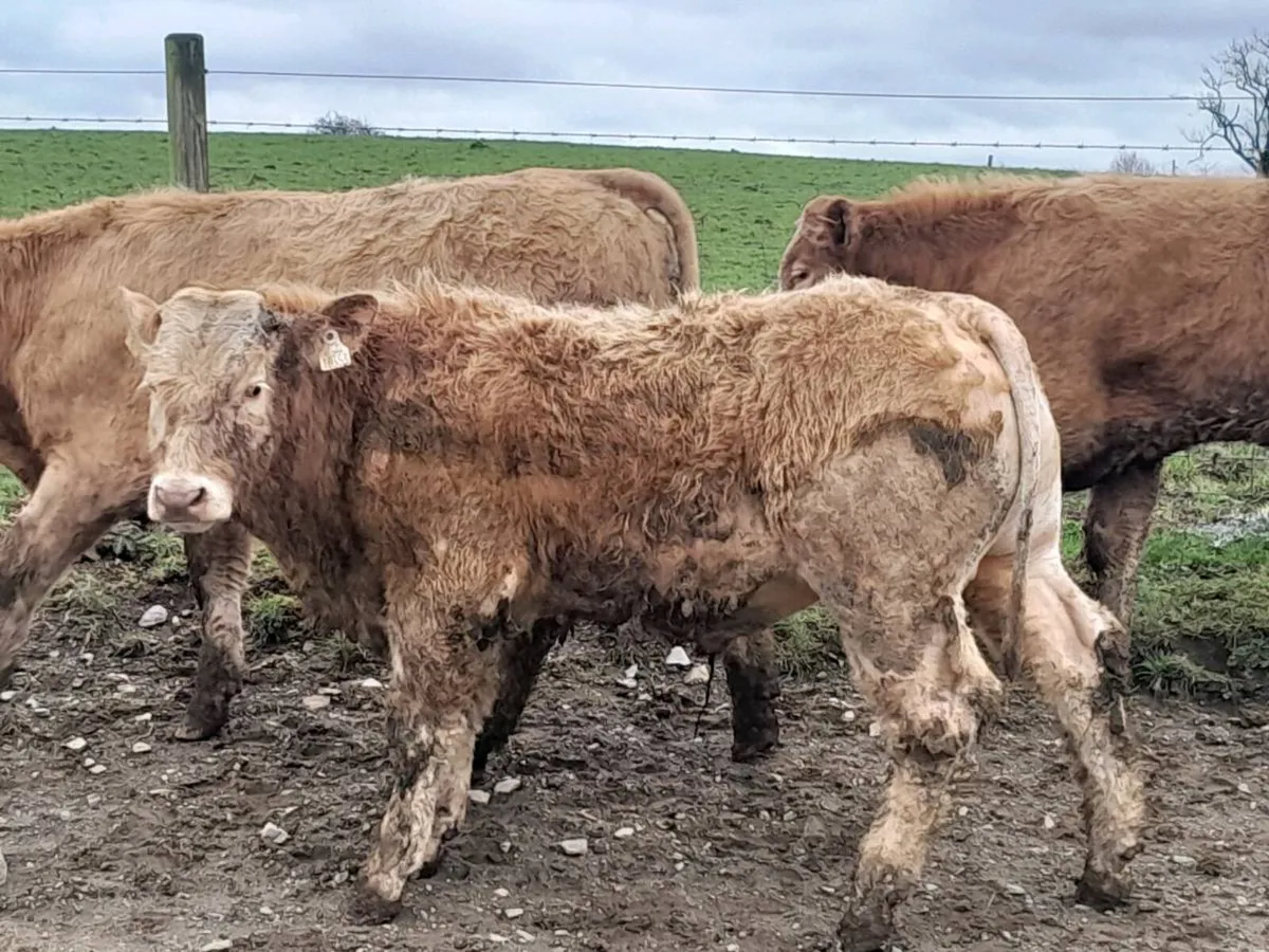 8 Smashing Golden Charlaois Bullocks - Image 1