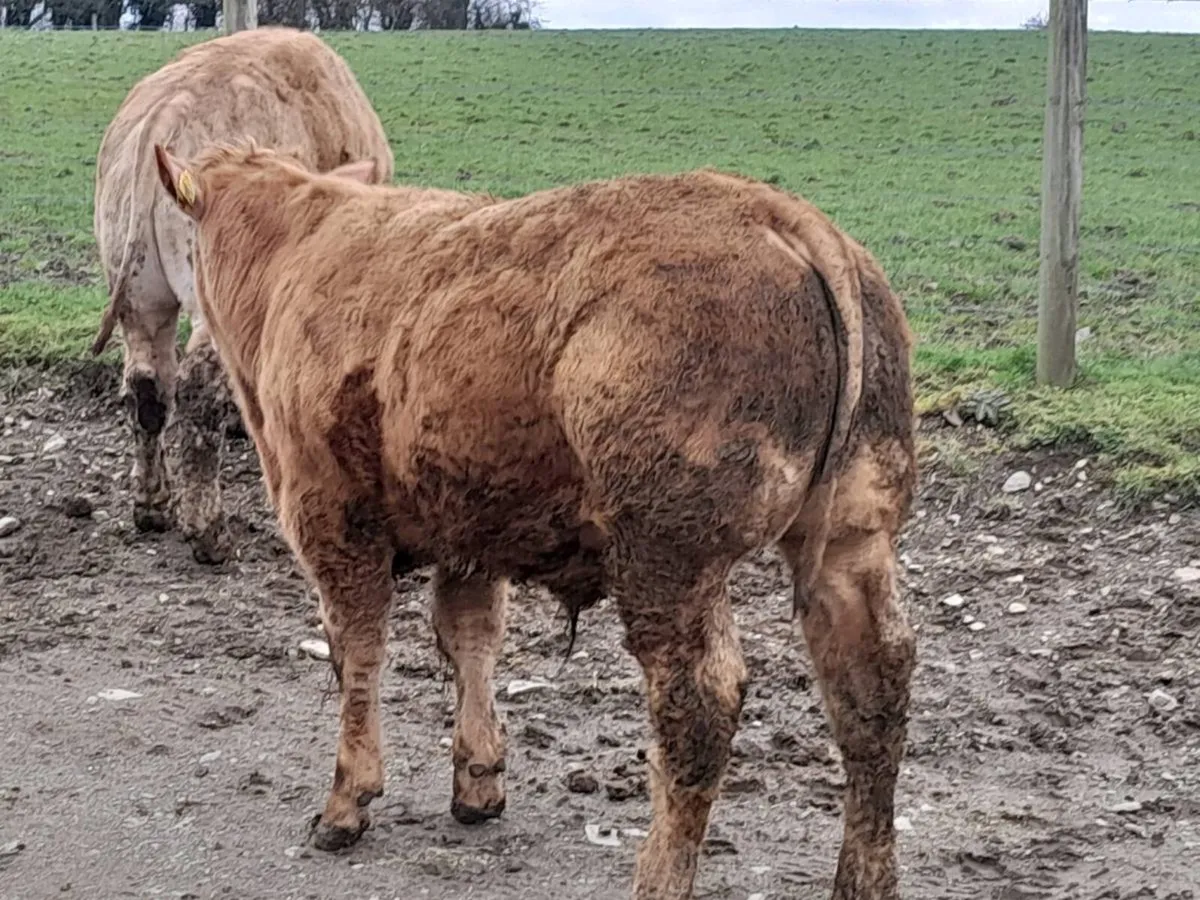 8 Smashing Golden Charlaois Bullocks - Image 2