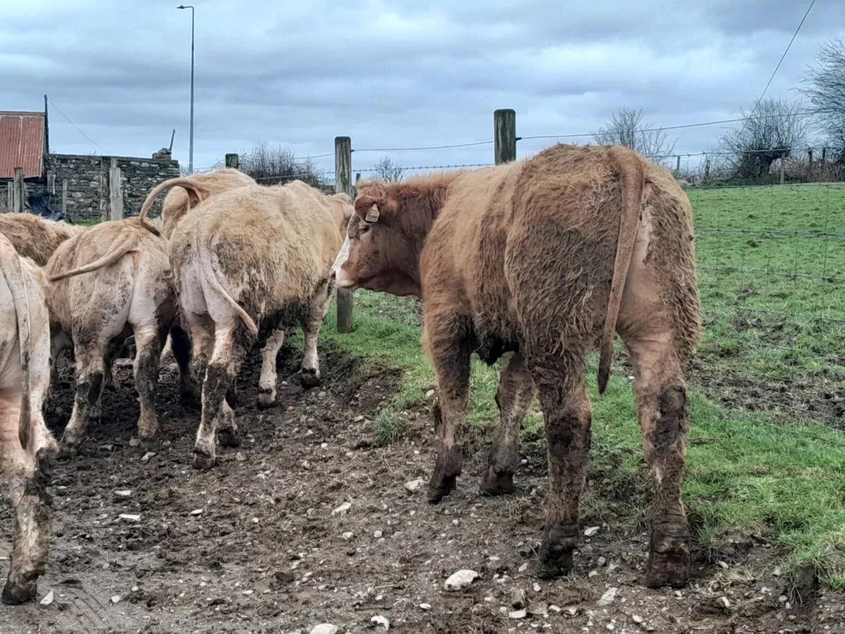 8 Smashing Golden Charlaois Bullocks - Image 4