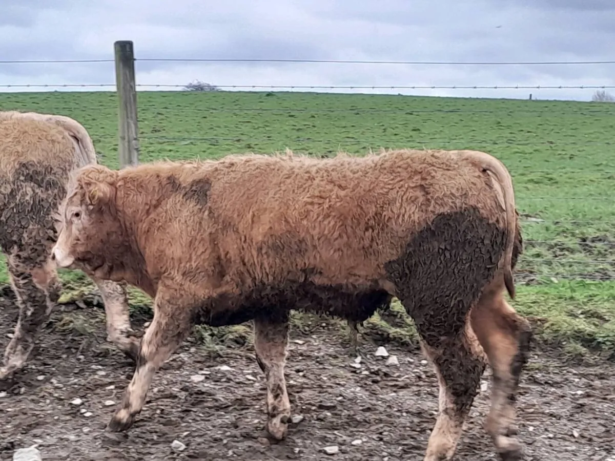 8 Smashing Golden Charlaois Bullocks - Image 3