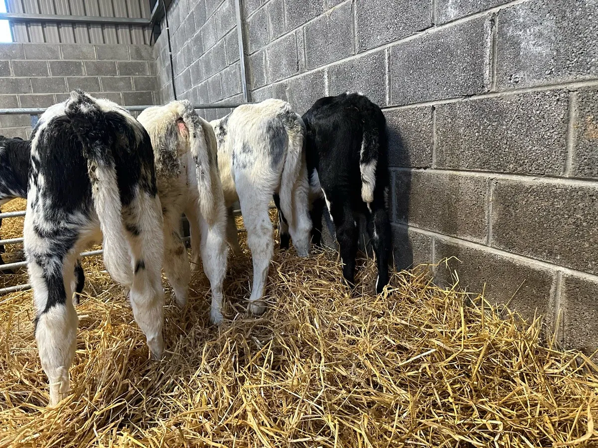 Four AI breed Belgian blue heifers - Image 2