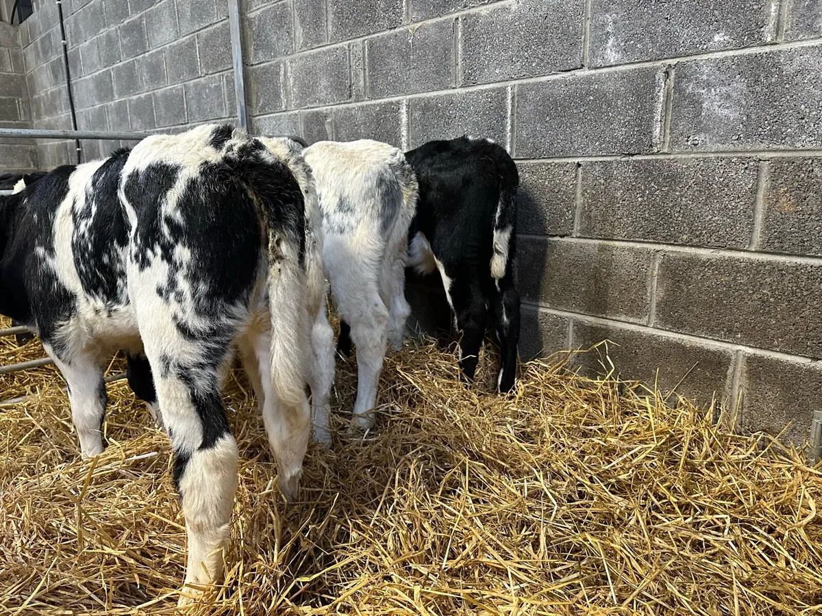 Four AI breed Belgian blue heifers - Image 3