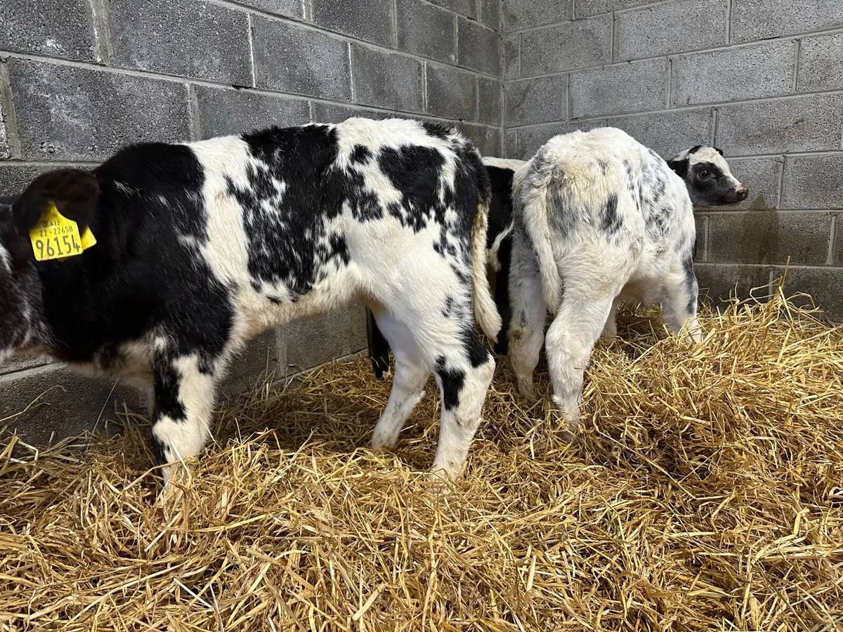 Four AI breed Belgian blue heifers - Image 4