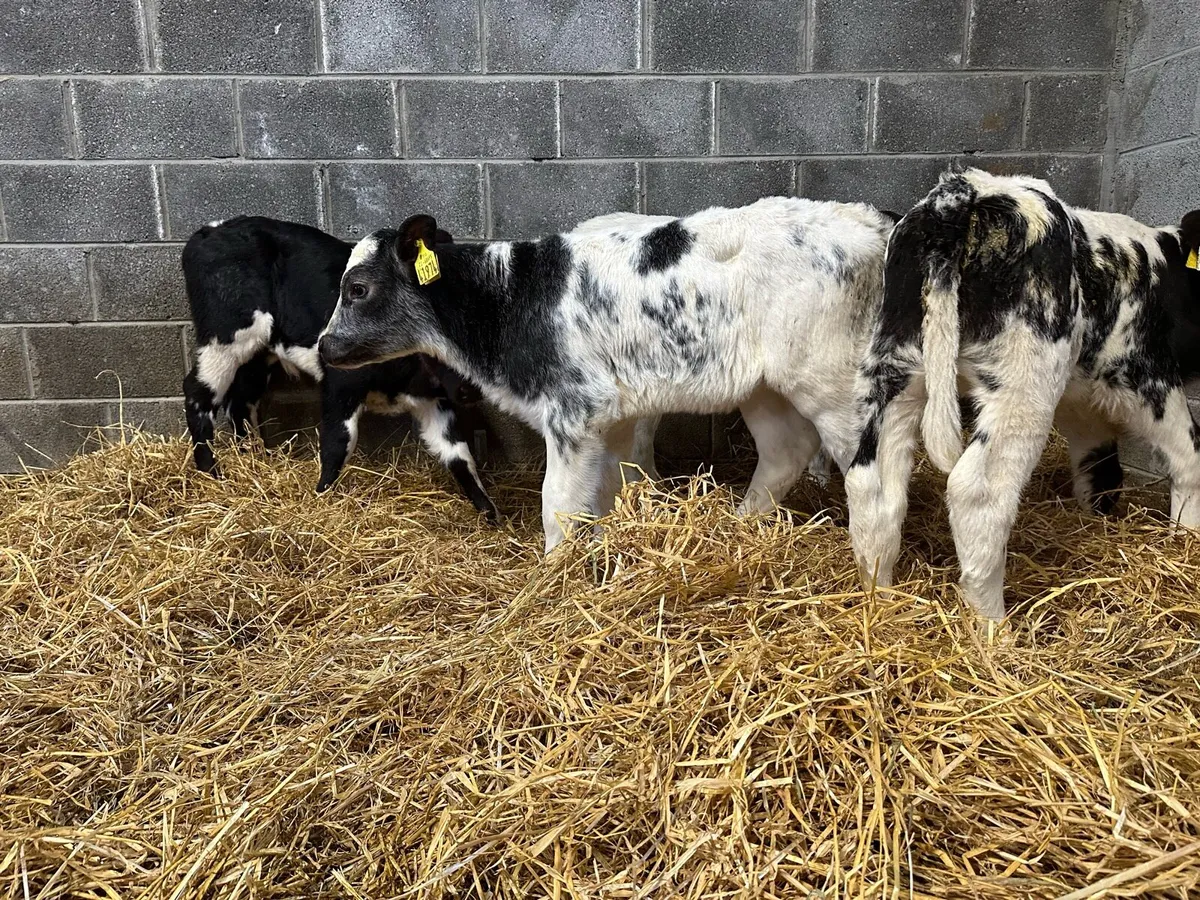 Four AI breed Belgian blue heifers - Image 1