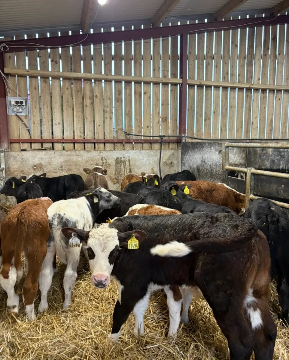 24 super reared bull calves for sale🔥🔥 - Image 1