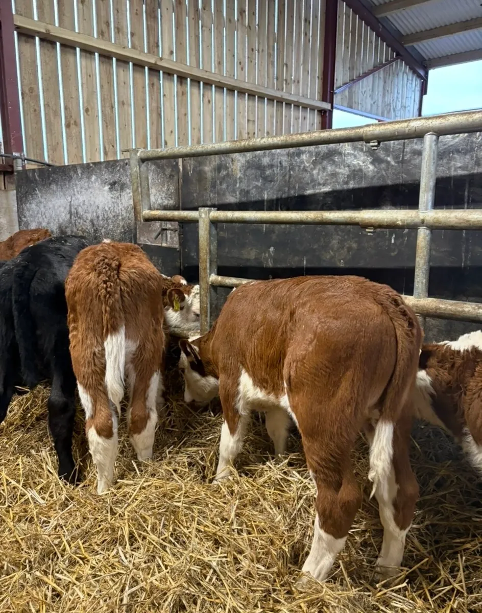 24 super reared bull calves for sale🔥🔥 - Image 4