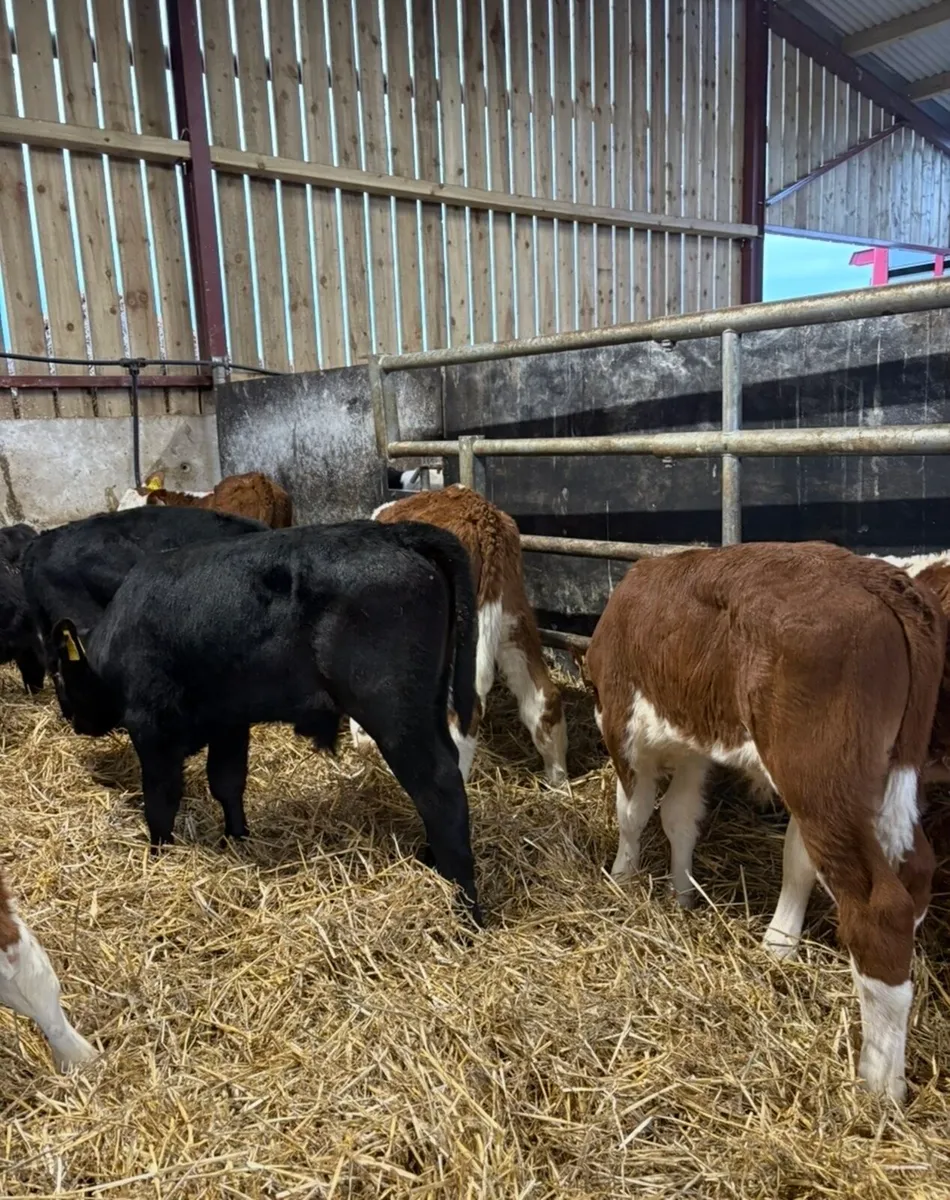 24 super reared bull calves for sale🔥🔥 - Image 2