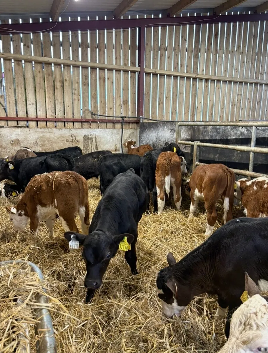 24 super reared bull calves for sale🔥🔥 - Image 3