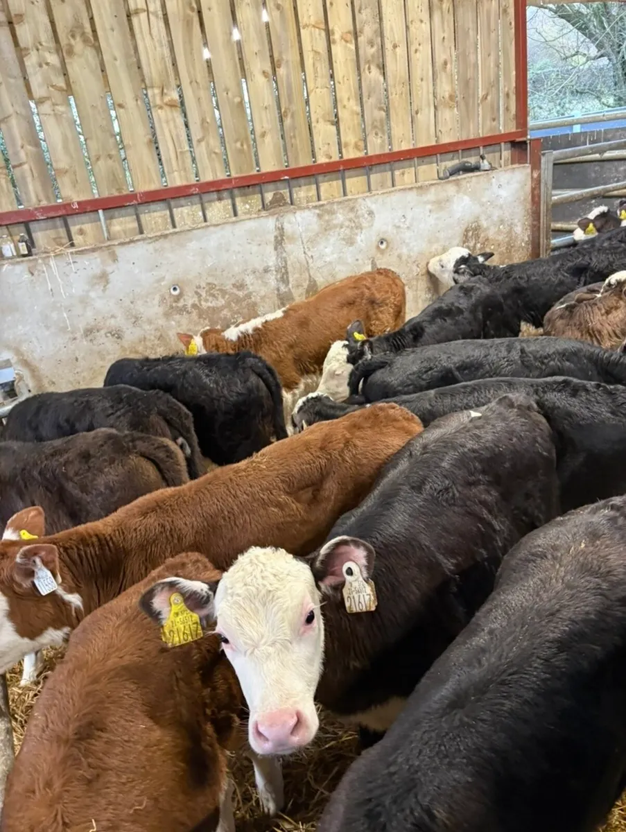23 top quality well reared Hereford heifers 🔥 - Image 4