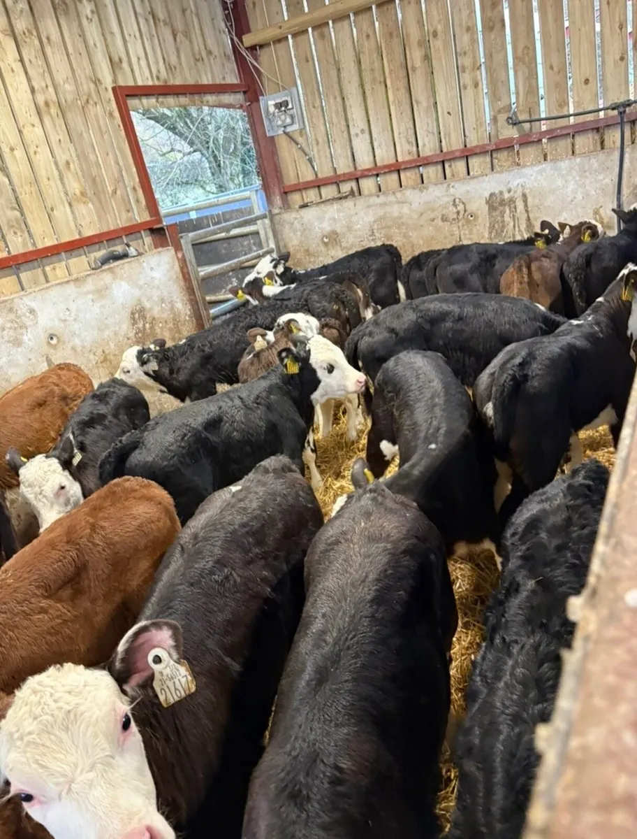23 top quality well reared Hereford heifers 🔥 - Image 1