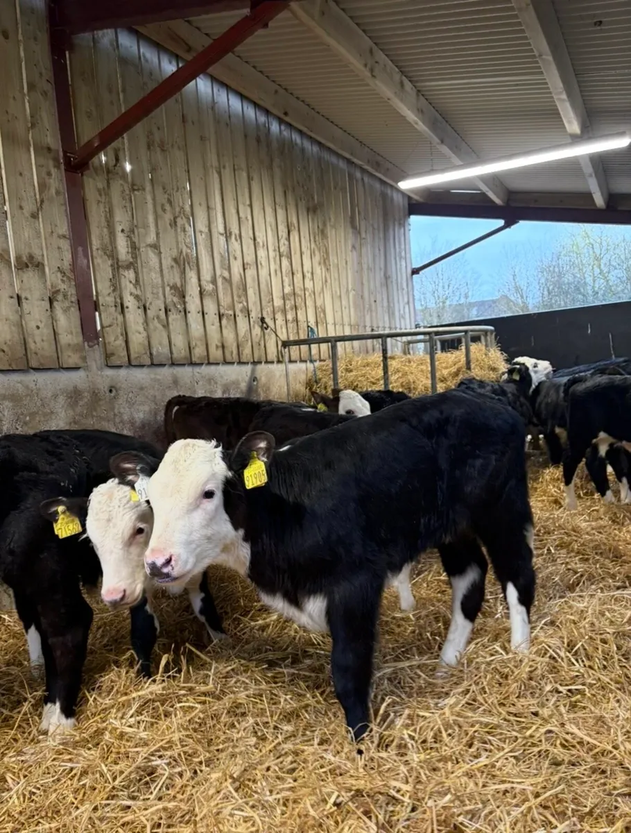 23 top quality well reared Hereford heifers 🔥 - Image 2