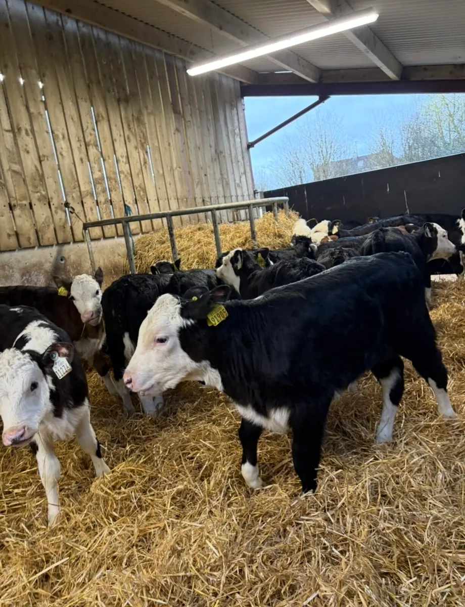 23 top quality well reared Hereford heifers 🔥 - Image 3