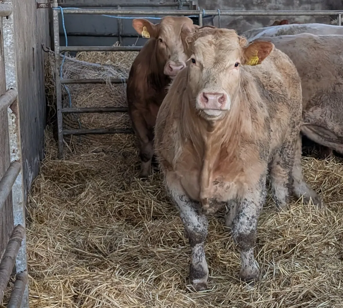 Charolais Bull weanlings - Image 3