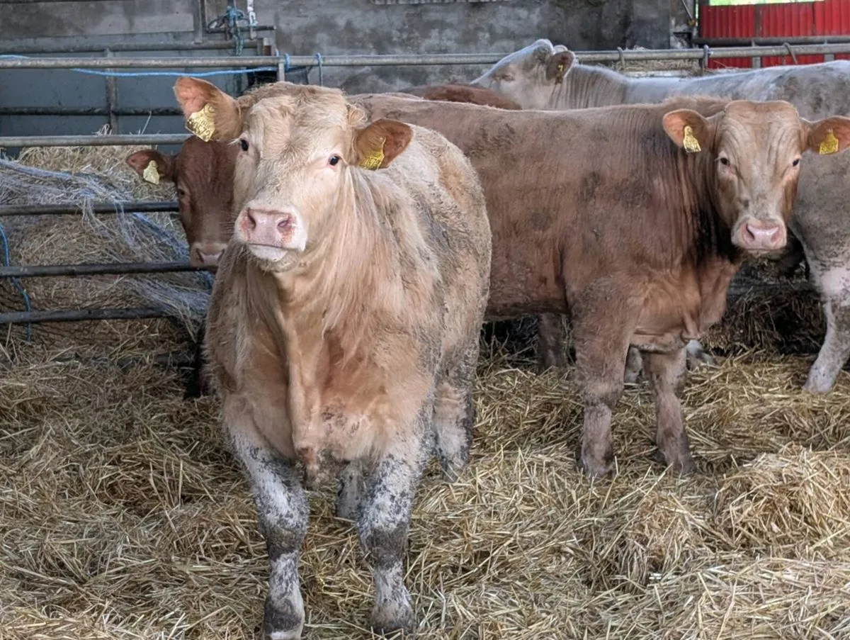 Charolais Bull weanlings - Image 1