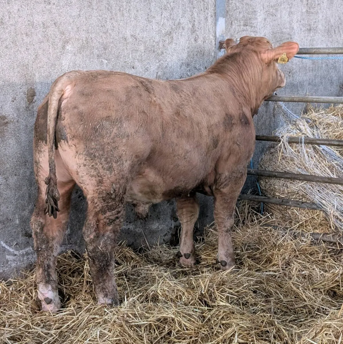 Charolais Bull weanlings - Image 4