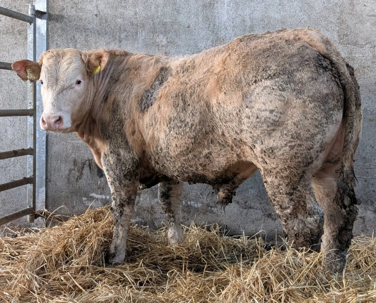 Charolais Bull weanlings - Image 2