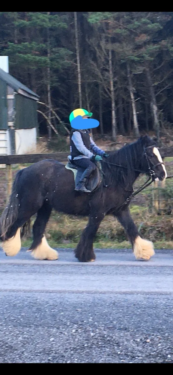 13.2 10yr old Cob - Image 4