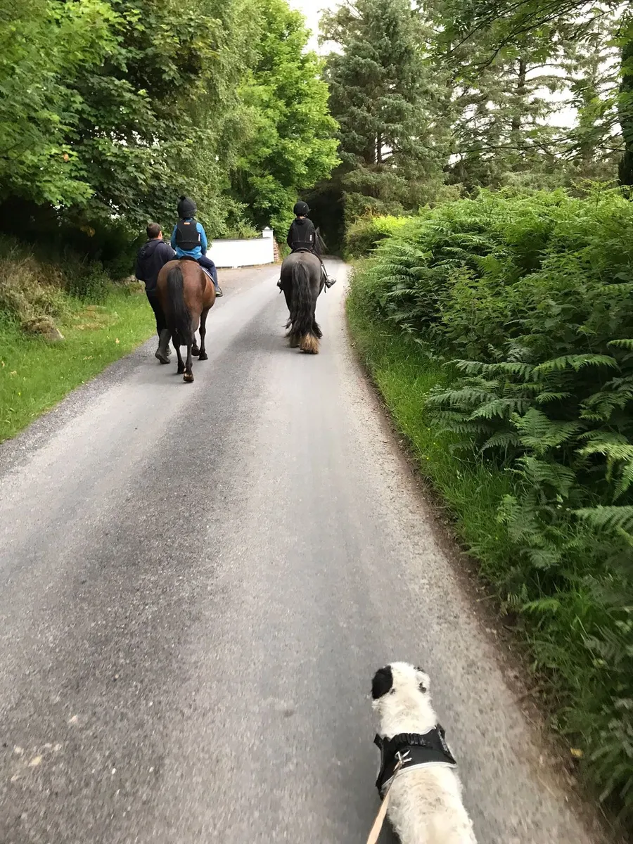 13.2 10yr old Cob - Image 3