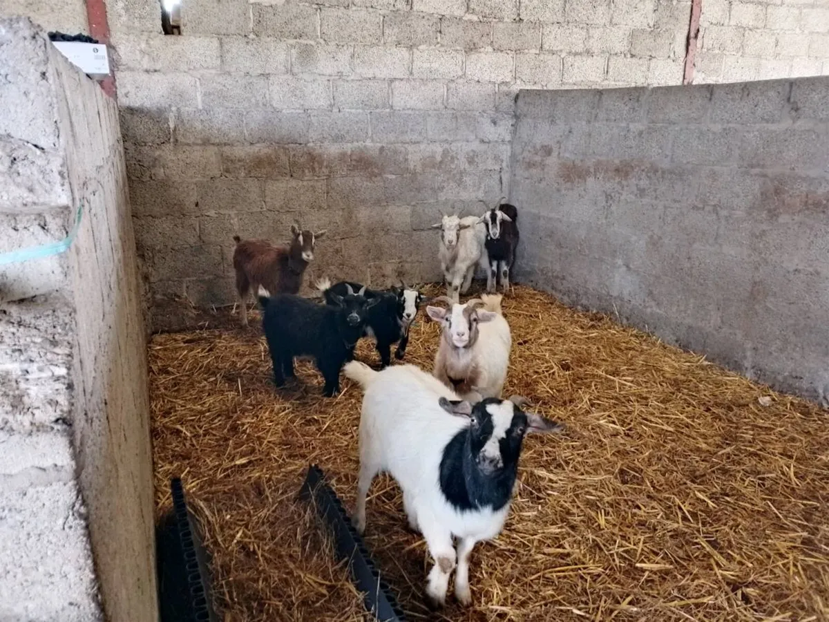Goats - Image 1