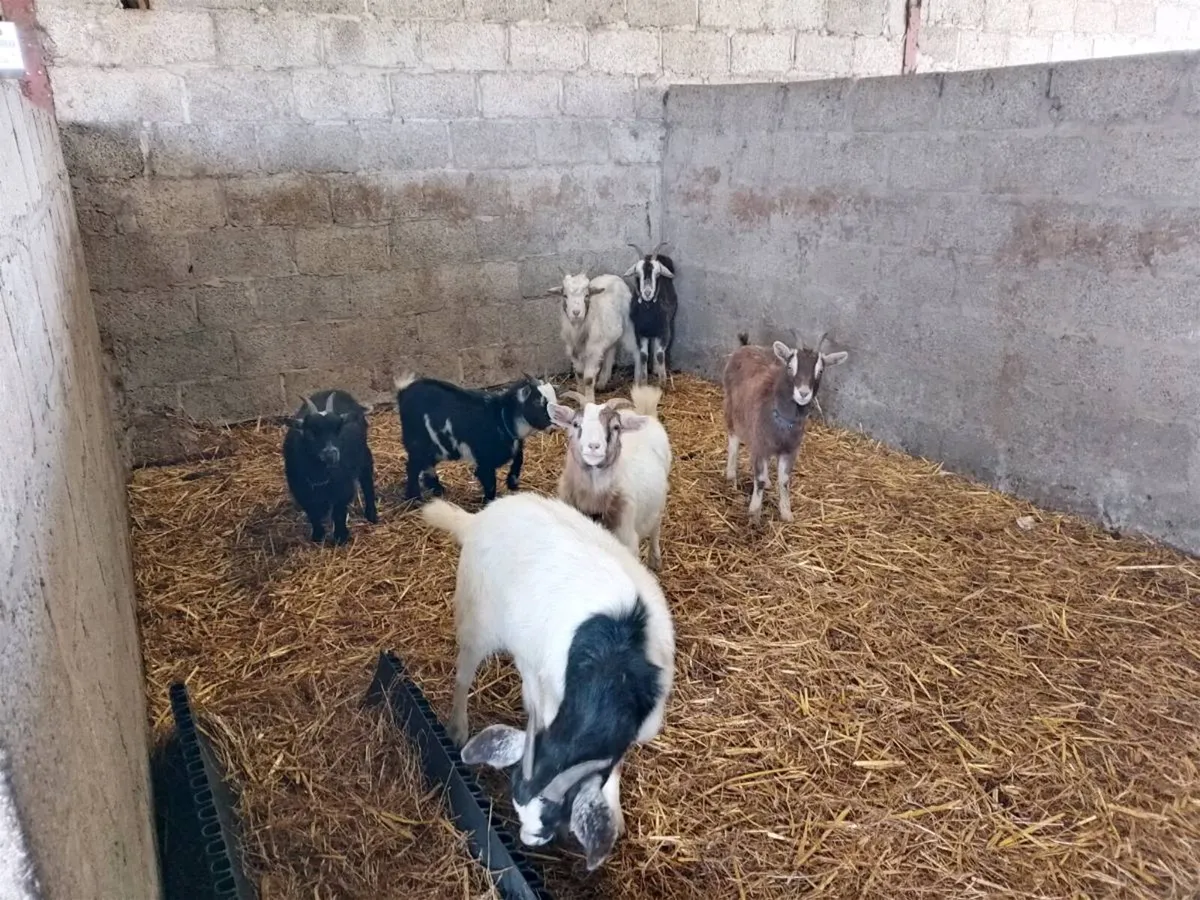 Goats - Image 2
