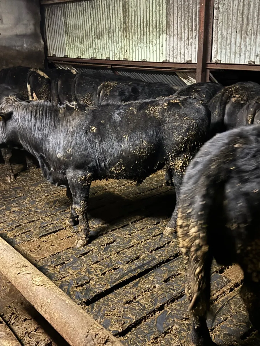 Angus Weanlings - Image 1