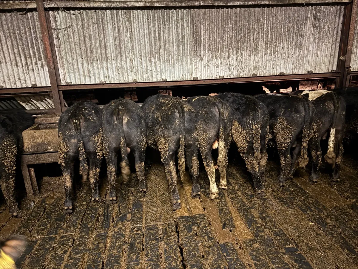 Angus Weanlings - Image 3