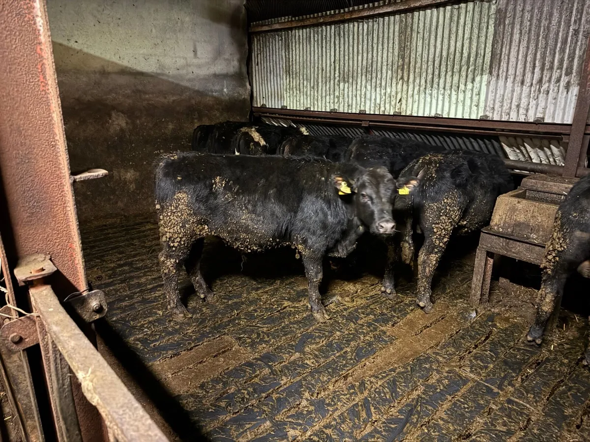 Angus Weanlings - Image 2