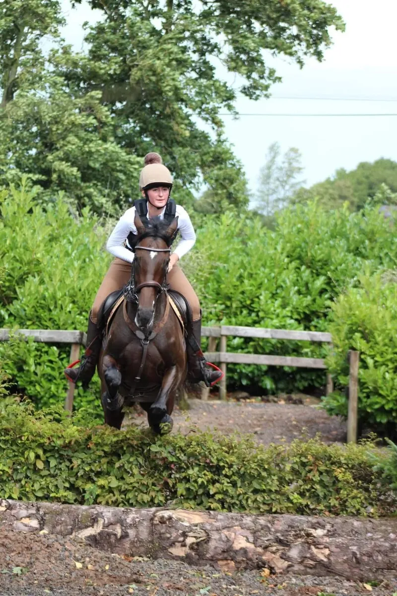 Lovely Talented Mare - Image 3